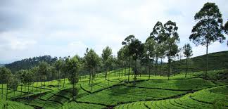 Hatton - The Tea Capital